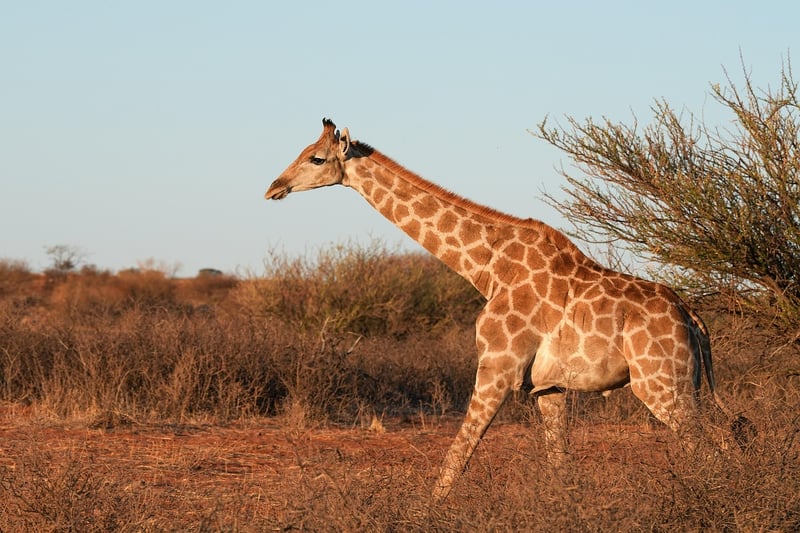 Giraffes in the Wild