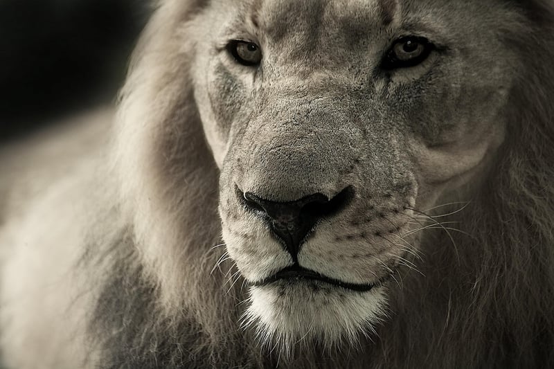 Lion in Safari